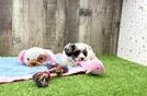 Cavapoo Puppy for Adoption