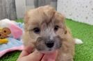 Playful Mini Aussiepoodle Poodle Mix Puppy