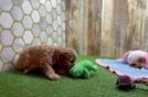 Meet Queenie - our Cavapoo Puppy Video