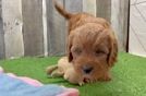 Cavapoo Puppy for Adoption