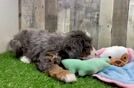 Mini Bernedoodle Puppy for Adoption
