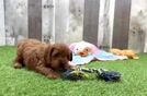 Meet Odessa - our Cavapoo Puppy Video
