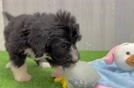 Happy Mini Bernedoodle Baby