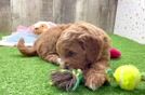 Funny Mini Goldendoodle Poodle Mix Pup