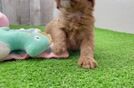 Cavapoo Puppy for Adoption