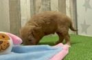 Mini Goldendoodle Puppy for Adoption