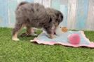Meet Luciana - our Mini Bernedoodle Puppy Video