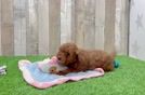 Adorable Golden Retriever Poodle Mix Poodle Mix Puppy