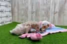Fluffy Maltipoo Poodle Mix Pup
