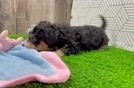 Mini Bernedoodle Puppy for Adoption