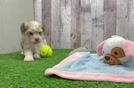 Friendly Havanese Baby