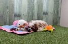 Best Cavapoo Baby