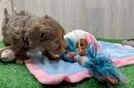 Meet Anastasia - our Yorkie Poo Puppy Video  - Seaside Pups Yorkie Poo Pup Being Cute
