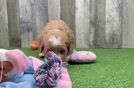 Meet Harley - our Mini Goldendoodle Puppy Video