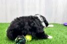 Mini Bernedoodle Puppy for Adoption