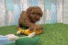 Funny Mini Goldendoodle Poodle Mix Pup