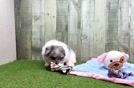 Meet Petey - our Maltipom Puppy Video