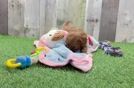 Funny Cavapoo Poodle Mix Pup