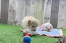 Best Maltipoo Baby