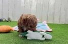 Friendly Cavapoo Baby