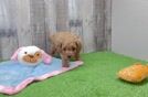 Popular Cavapoo Poodle Mix Pup