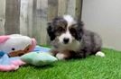 Mini Bernedoodle Puppy for Adoption