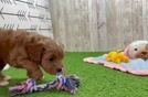 Best Cavapoo Baby