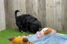 Meet Hibiscus - our Mini Aussiedoodle Puppy Video