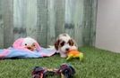 Cavapoo Pup Being Cute