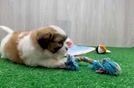 Teddy Bear Pup Being Cute