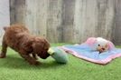 Meet Derby - our Poodle Puppy Video