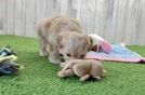 Energetic Malt a Poo Poodle Mix Puppy