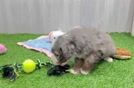 Friendly Mini Bernedoodle Baby