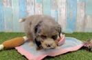 Meet Demi - our Mini Bernedoodle Puppy Video