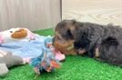 Little Yorkie Poodle Mix Poodle Mix Puppy
