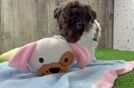 Funny Poodle Baby