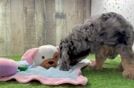 Playful Cavapoodle Poodle Mix Puppy