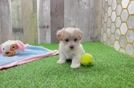 Petite Maltipoo Poodle Mix Pup