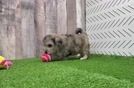 Maltipoo Puppy for Adoption