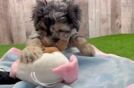 Cute Mini Aussiedoodle Baby