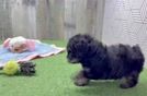 Mini Aussiedoodle Puppy for Adoption