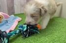 Meet Anna - our Mini Aussiedoodle Puppy Video