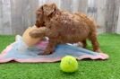 Happy Cavapoo Baby