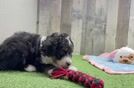 Mini Bernedoodle Puppy for Adoption