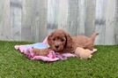 Adorable Cavalier King Charles Spaniel and Poodle Mix Poodle Mix Puppy