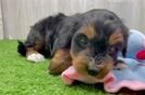 Petite Mini Aussiedoodle Poodle Mix Pup