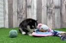 Meet Amos - our Pomsky Puppy Video