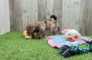 Meet Samuel - our Shih Poo Puppy Video