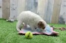Funny Cavapoo Poodle Mix Pup