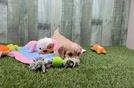 Meet Sally - our Cavachon Puppy Video